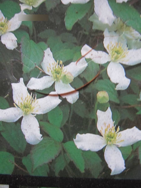 Clematis montana Wilsonii - Berg-Waldrebe Wilsonii